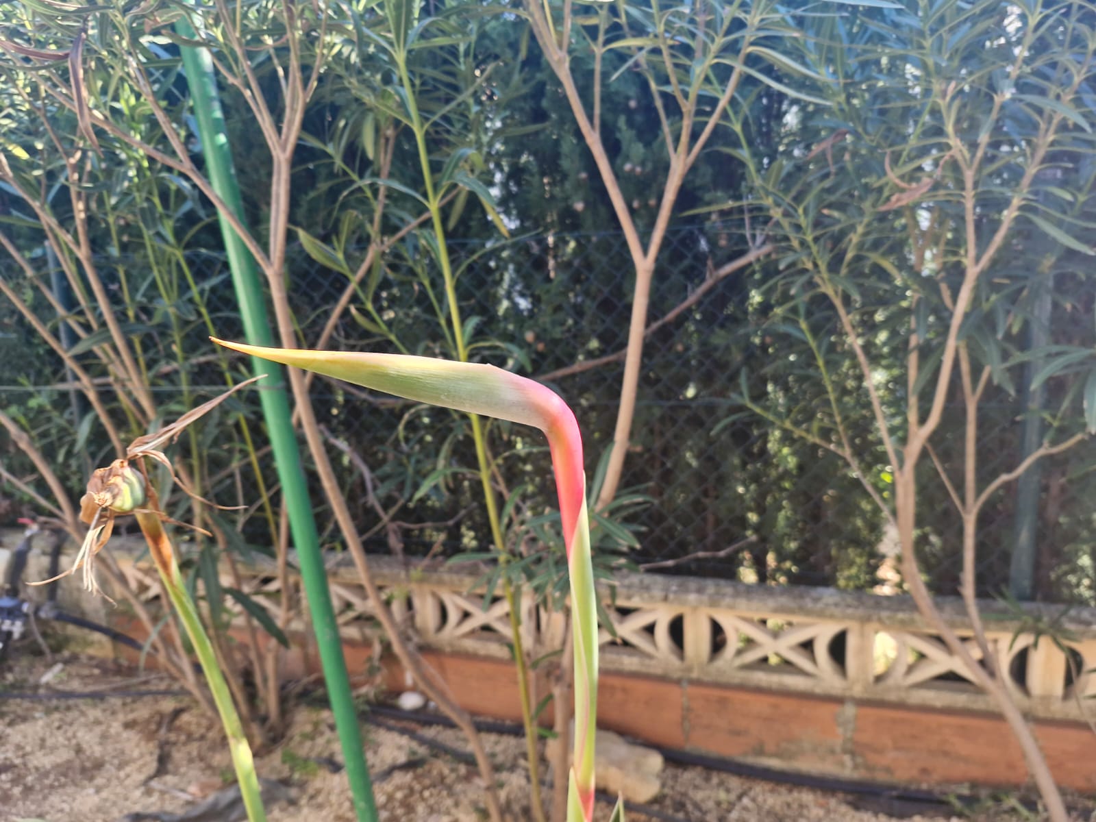 Bird of paradise bud