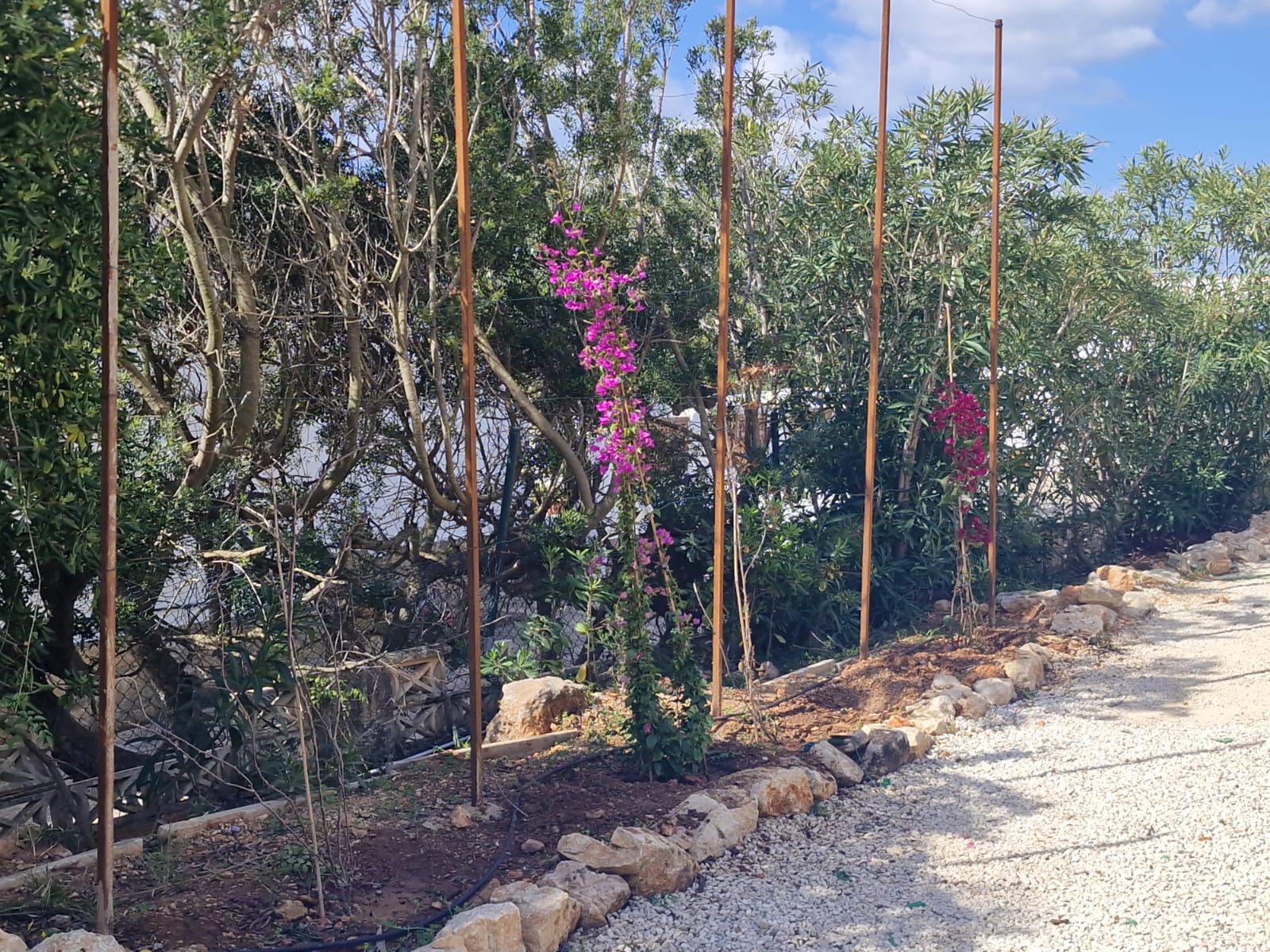 Bougainvillea on trellis