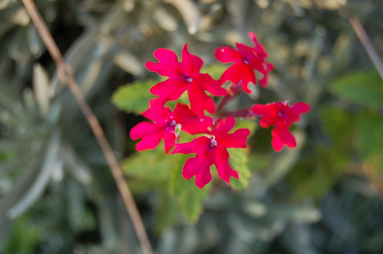 Red garden flowers