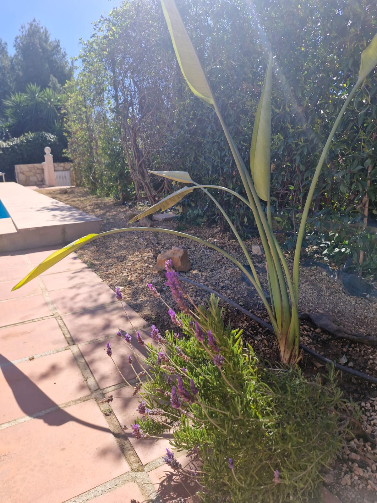 Lavender by the pool