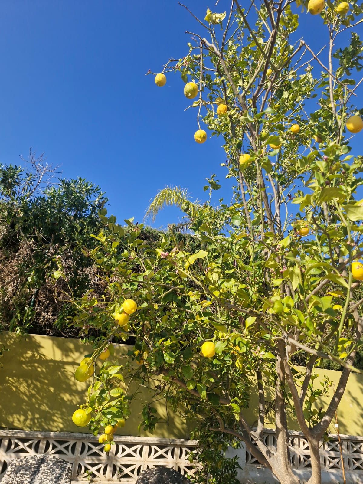 Lemon tree by the wall