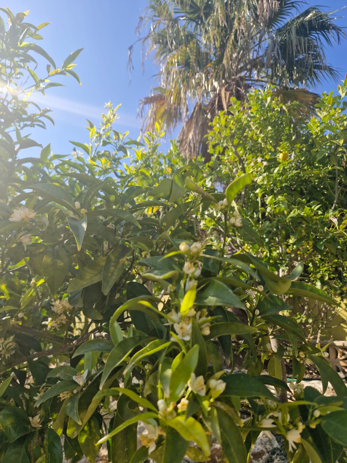 Orange blossom and palm