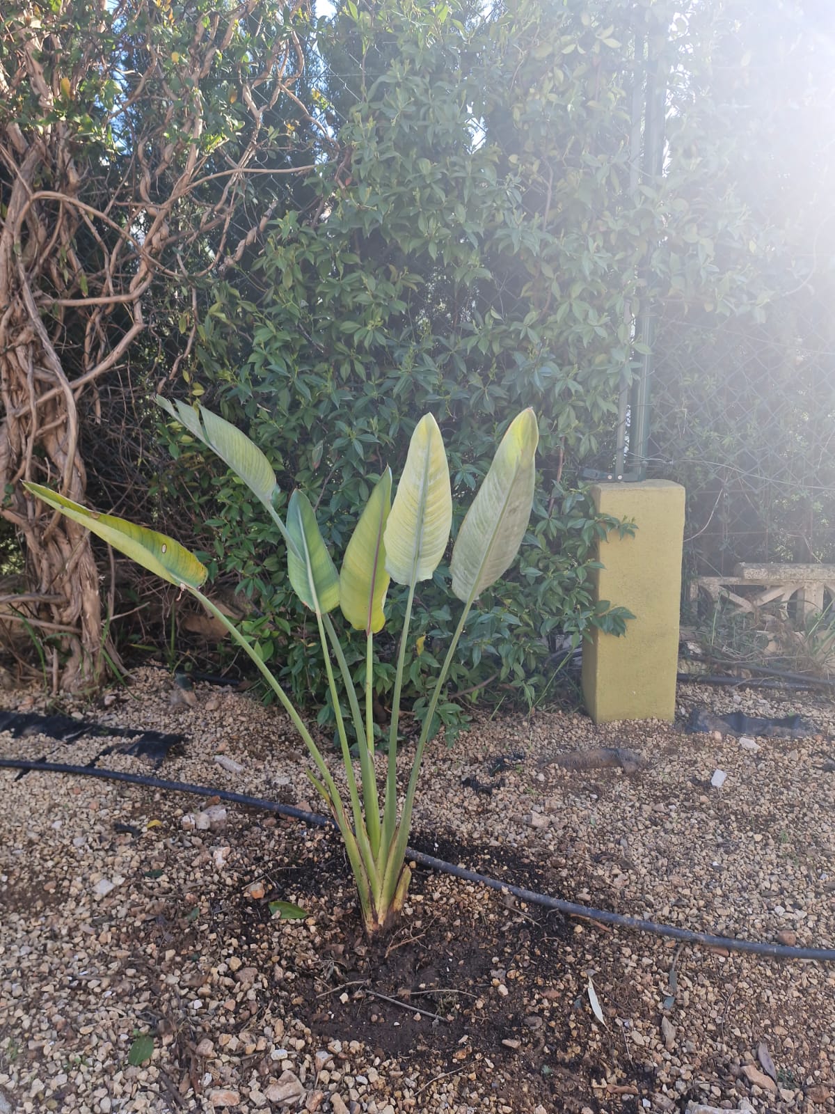 Strelitzia plant